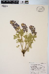 Lupinus polyphyllus var. humicola image