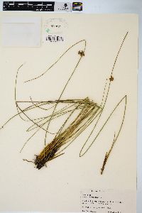 Juncus coriaceus image