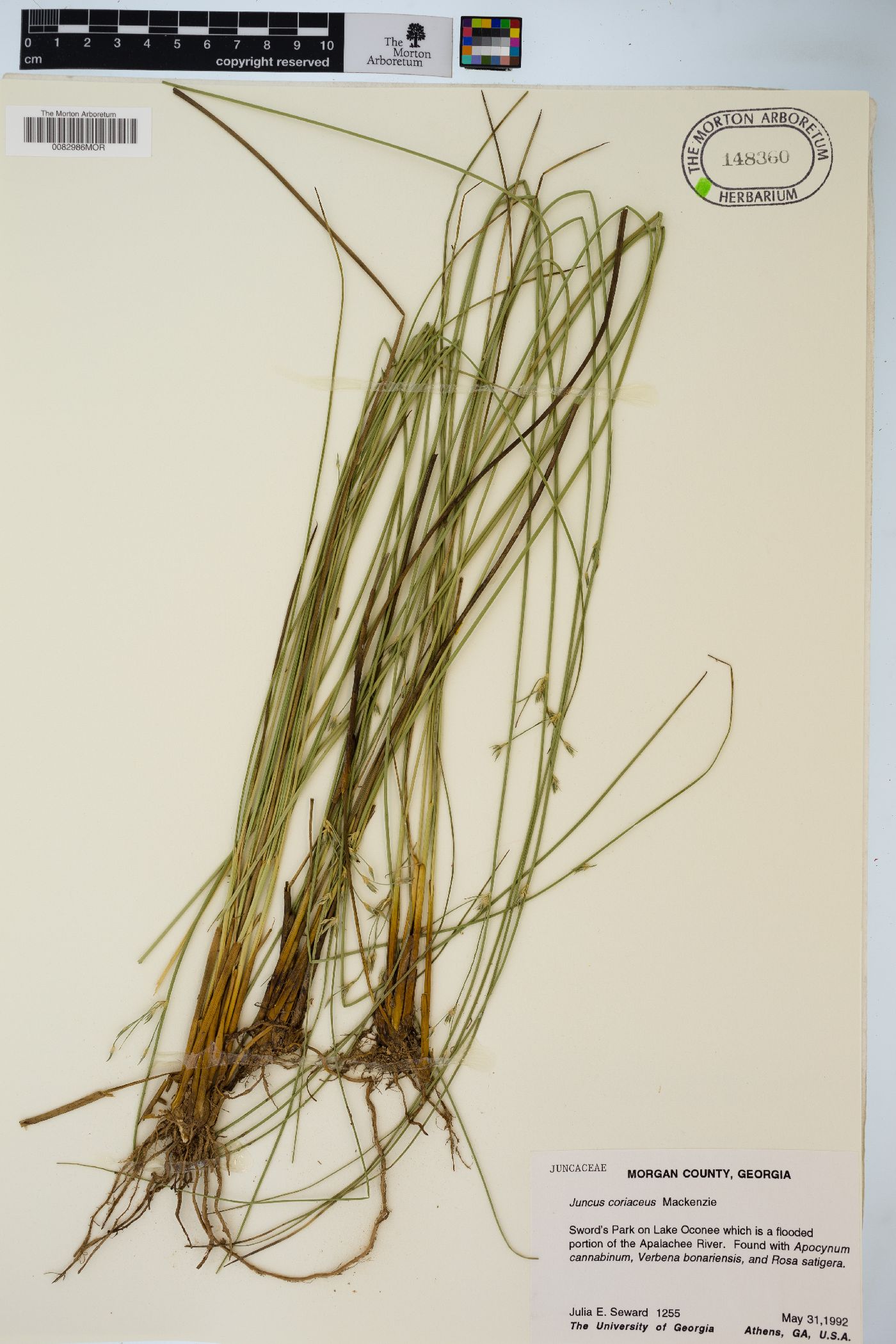 Juncus coriaceus image