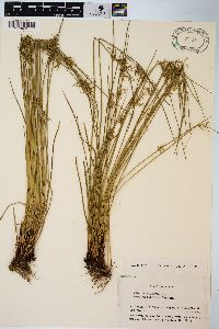 Juncus effusus var. decipiens image