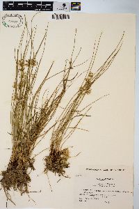 Juncus effusus var. decipiens image