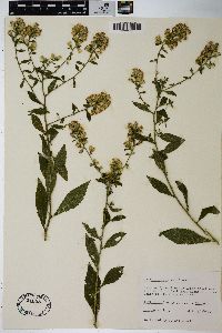 Solidago buckleyi image