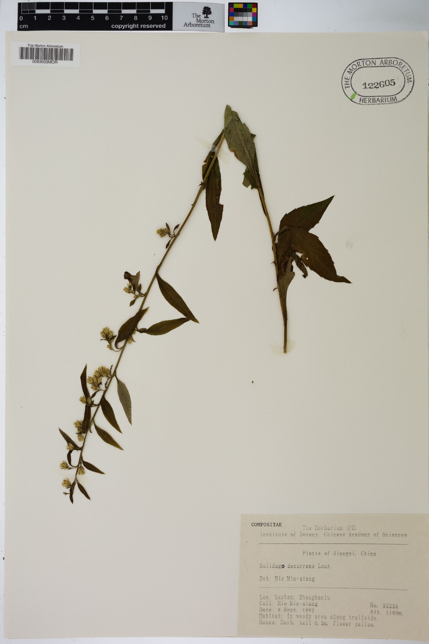 Solidago decurrens image