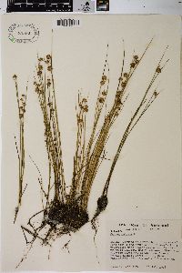 Juncus nodosus image