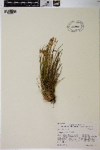 Juncus parryi image