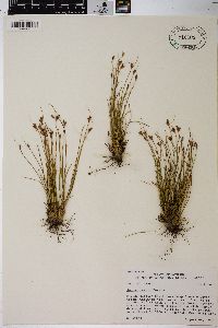 Juncus parryi image