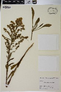 Solidago puberula image