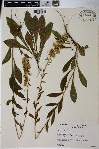 Solidago puberula image