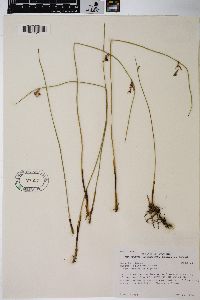 Juncus balticus subsp. ater image