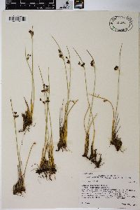 Juncus balticus subsp. ater image