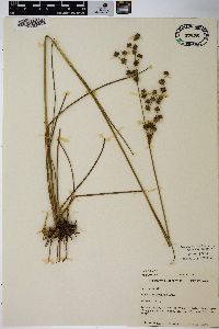 Juncus scirpoides image