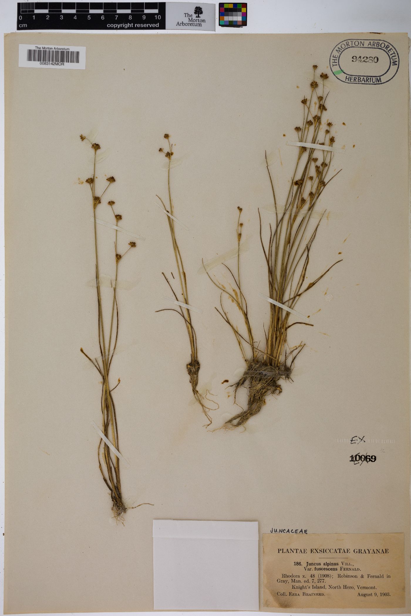 Juncus alpinoarticulatus subsp. fuscescens image