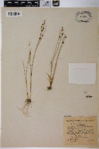 Juncus alpinoarticulatus subsp. americanus image