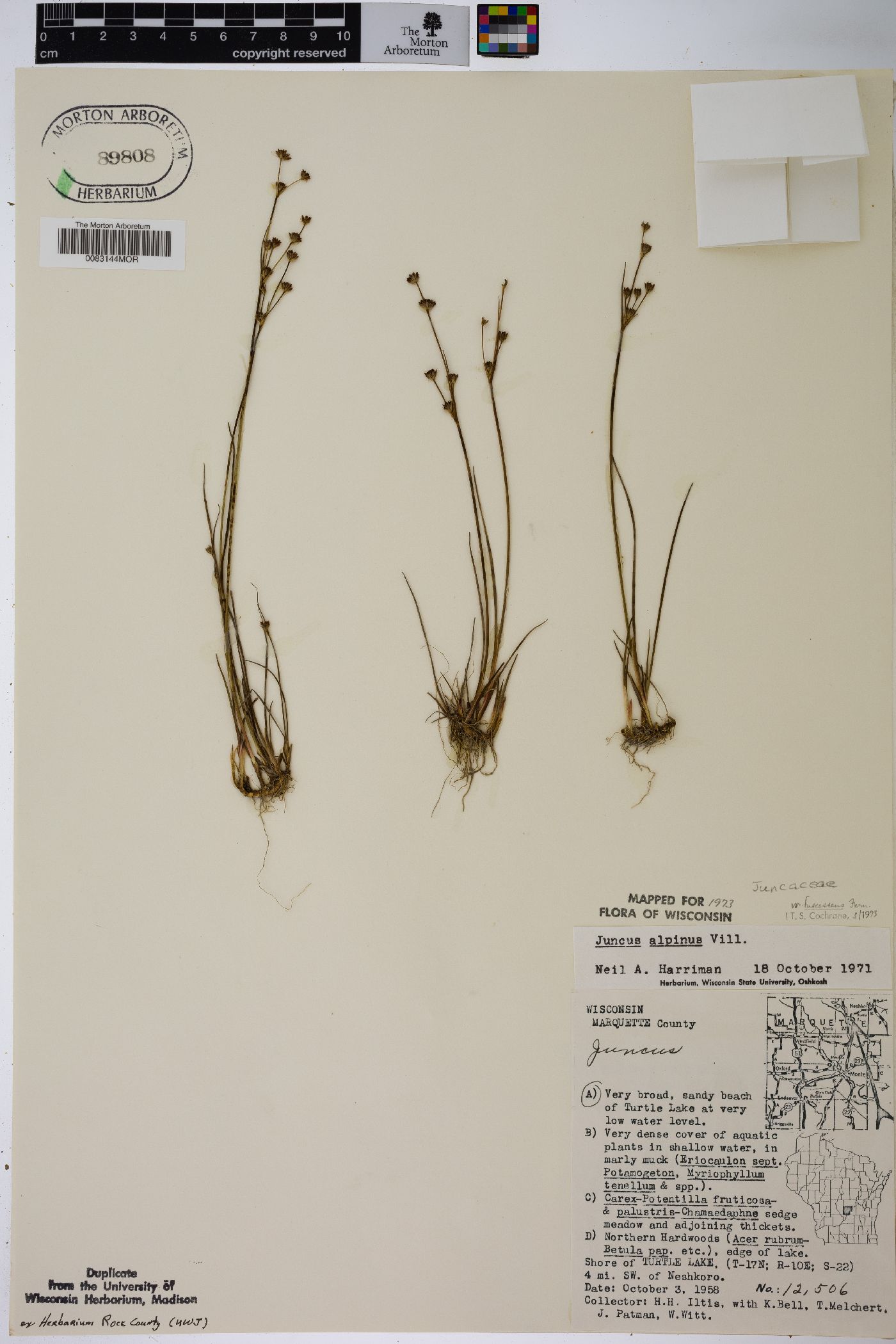 Juncus alpinoarticulatus subsp. fuscescens image