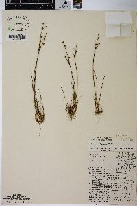 Juncus alpinoarticulatus image