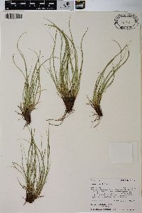 Carex rossii image