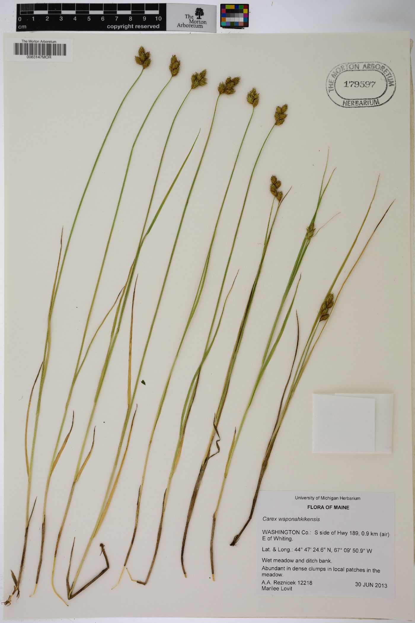 Carex waponahkikensis image