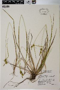 Carex viridistellata image