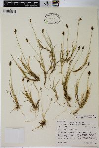 Carex lachenalii image