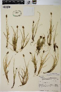 Carex lachenalii image