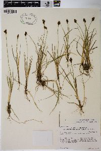 Carex lachenalii image