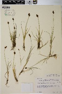 Carex lachenalii image