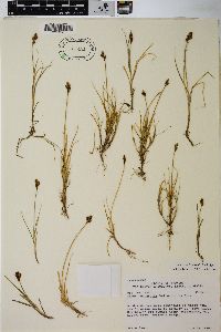 Carex lachenalii image