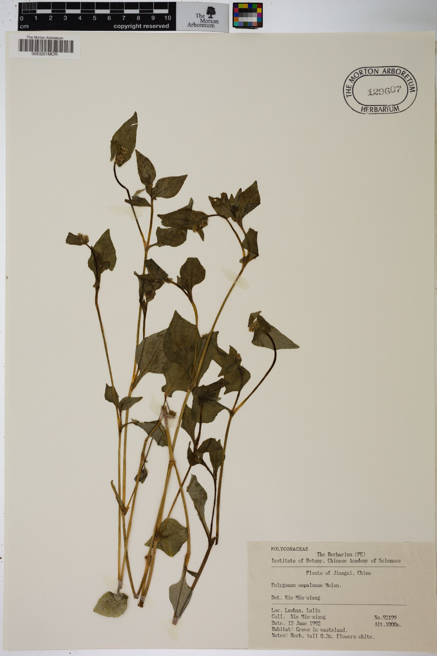 Polygonum nepalense image
