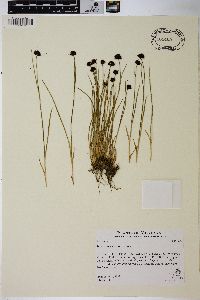 Juncus mertensianus image