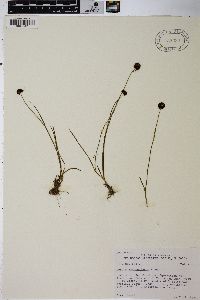 Juncus mertensianus image