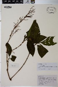 Koenigia campanulata image