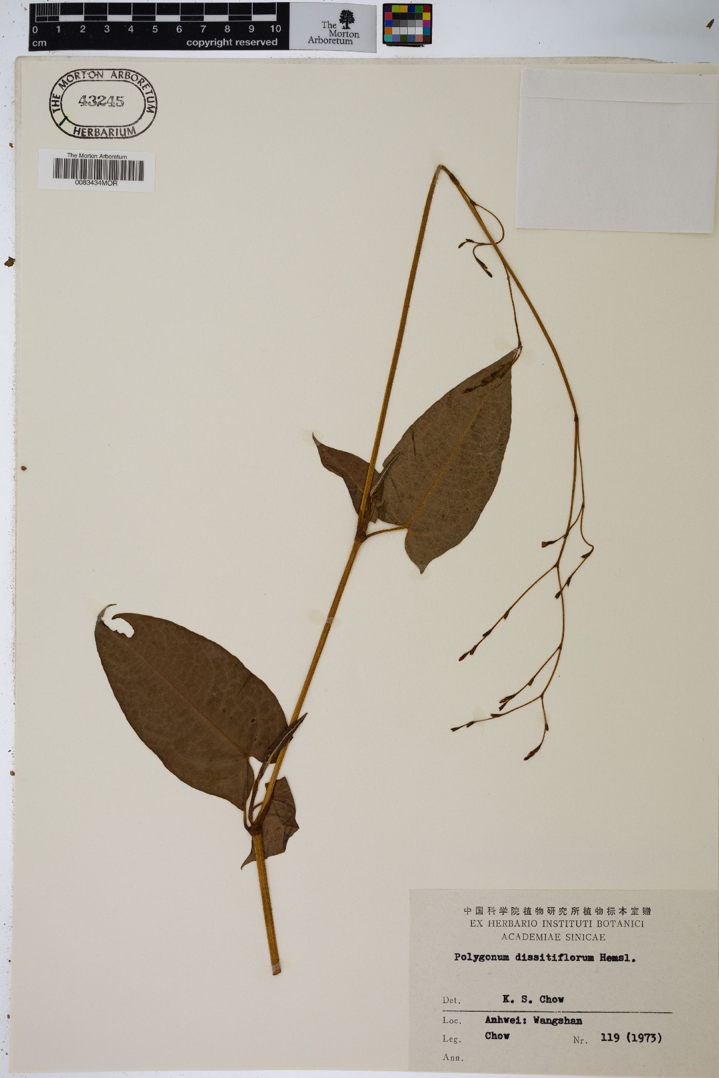 Polygonum dissitiflorum image