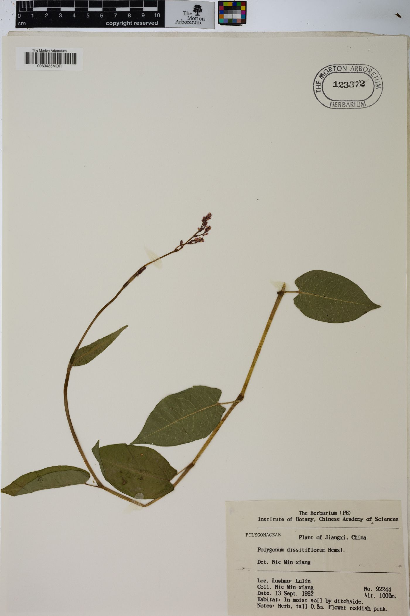 Polygonum dissitiflorum image