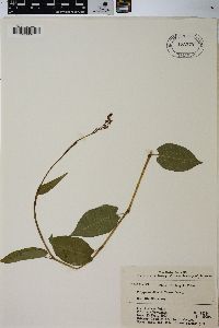 Polygonum dissitiflorum image