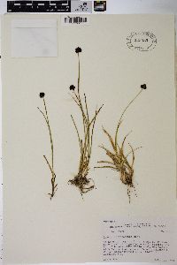 Juncus mertensianus image