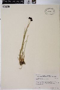 Juncus mertensianus image