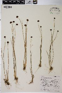 Juncus mertensianus image