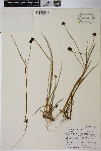 Juncus mertensianus image