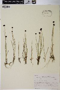 Juncus mertensianus image