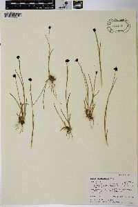 Juncus mertensianus image