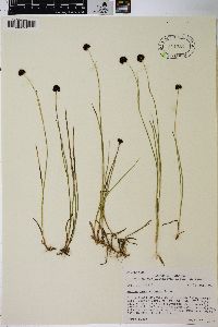 Juncus mertensianus image