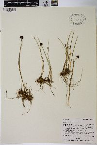 Juncus mertensianus image