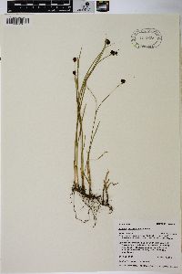 Juncus mertensianus image