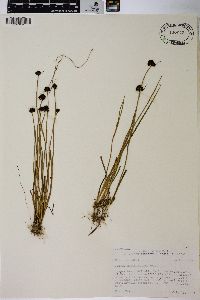 Juncus mertensianus image