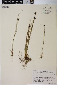 Juncus mertensianus image