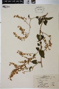 Polygonum baldschuanicum image