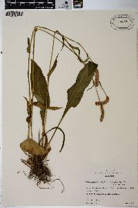 Bistorta officinalis subsp. officinalis image