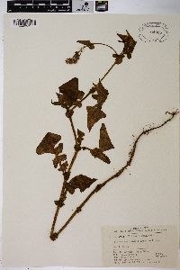 Polygonum runcinatum image