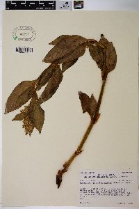 Polygonum phytolaccifolium image