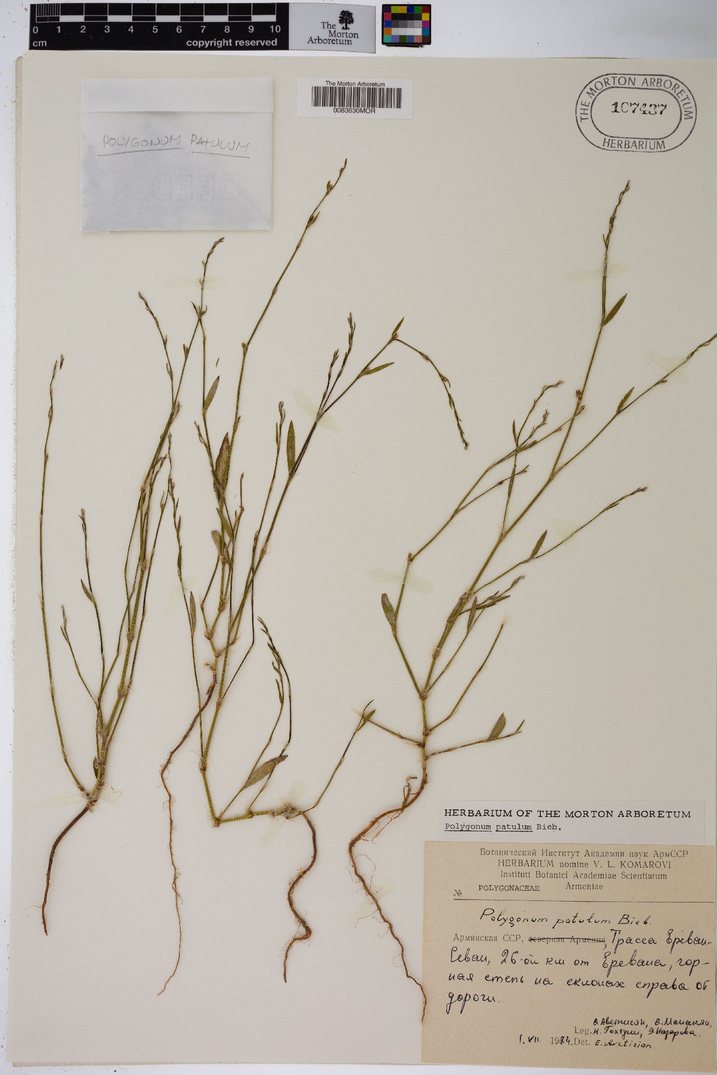 Polygonum patulum image